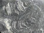 Polished Stromatolite (Minjaria) - Russia - Million Years #41847-1